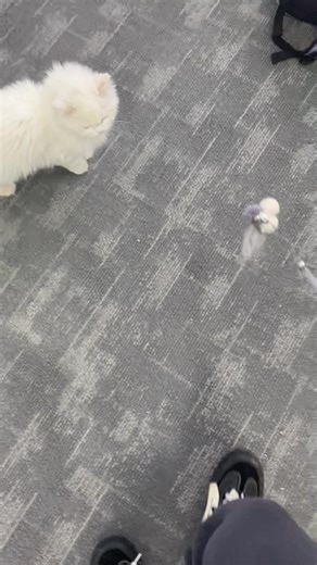 dineieos (@dineieos)’s videos with Fun Fun Fun Fun Fun Fun - Parry Gripp