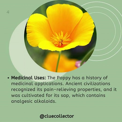 Poppy Flower Meaning