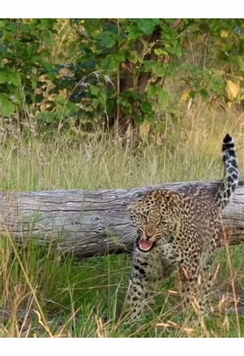 Leopard Dominance in African Wildlife Safaris