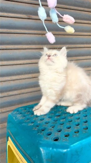Himalyan kitten sale ! Persian cat sound ! Cat videos ! Cat voice ! Persian cat price ! Cat ! Cats