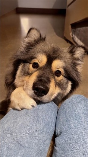 This Dog Is Unreasonably Cute