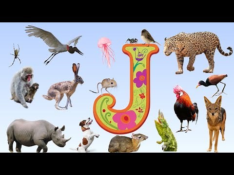 Discover the World of 'J' Animals abc | 16 Animals that Start With J | Master Animals Vocabulary