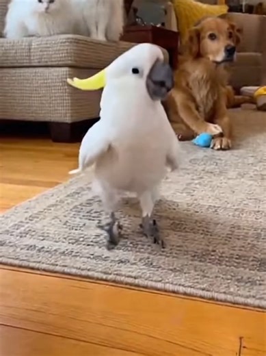 Babagai Goes Full Dance Mode: Watch This Parrot Groove!