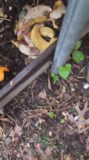 Direct Composting Kitchen Scraps #compost #Fertilizer #soil #plants #gardening #viral #organic #soil