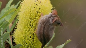 Honey Possum or noolbenger Tarsipes rostratus tiny marsupial feeds on the nectar and pollen of yellow bloom, important pollinator for Banksia attenuata and coccinea and Adenanthos cuneatus.