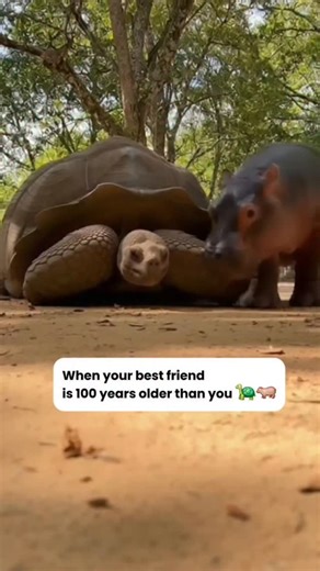 Smart Animalz on Instagram: "The definition of a "Old Soul" and "Young Heart" ❤️🐢 In the wild, Hippos and Tortoises rarely interact. But in sanctuaries, baby hippos (who are extremely social) often look for a mother figure. Sometimes, they choose the most solid, stable thing they can find: a Giant Tortoise. The tortoise, usually solitary, often tolerates the baby with surprising gentleness. It’s an unlikely bond built on patience. Name this duo in the comments! 👇 #AnimalFriendships ​#Hippo #Gi