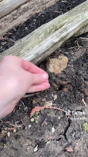 Sydney Hoffman on TikTok