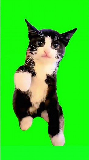 Green Screen Cat - Cartman of South Park
