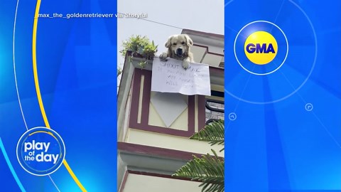 A golden retriever who can't wait to say hello