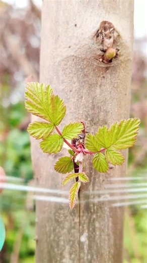 Grafting Technique Fruit tree grafting is an asexual reproduction technique that involves grafting superior fruit trees...#grafting #fruittrees #graftingtechniques #plantbased #naturelovers #growth #gardeningtips #nature #fruitlover #nature #plants #trees #plantsmakepeoplehappy #plantsplantsplants #fyp #viralreels | Plants Growing