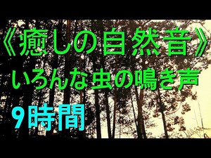 《癒しの自然音》いろんな虫の鳴き声【9時間】（1分ごとに鳴き声が変る）夏の静かな夜（安らぎ・勉強・ﾘﾗｯｸｽ・ﾘﾌﾚｯｼｭ・ｽﾄﾚｽ解消・安眠・快眠・熟睡）