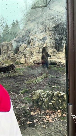 The grizzly bears at the stl zoo were standing up