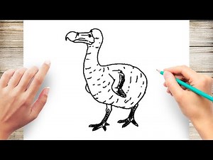 How to Draw A Dodo Bird