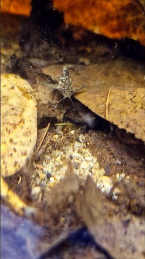 Hara jerdoni - Asian Stone Catfish - Anchor Catfish | Brahmaputra River Creek | Habitat, Biotope
