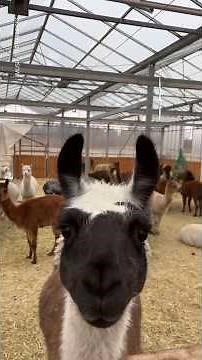 Animal beach walk | Farmer offers alpaca tours on Borkum