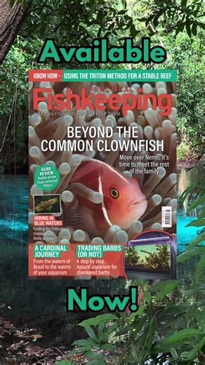 The May issue of Practical Fishkeeping is officially here! We’ve packed this month’s issue with epic features to help you level up your hobby. Here’s a sneak peek at what’s waiting for you inside: Are You Ready to be a Koi Keeper: Learn what it takes to make the jump from aquariums to a koi pond. 🐠 The Fish That Hides in Blue Waters: Finding Betta Simplex in Thailand 🇹🇭 A Cardinal Journey: Follow the journey of wild caught cardinal tetras from Brazil to the stores here in the UK. 🍂 Plus all 