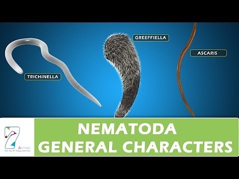 Nematoda General Characters
