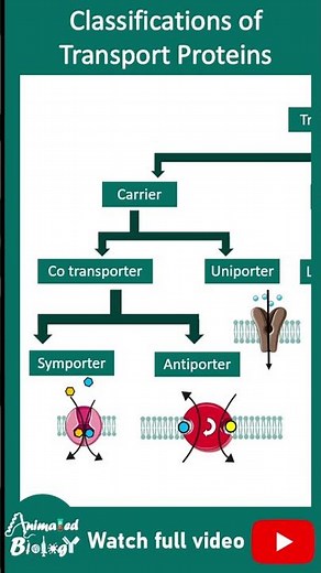 Types of membrane transport protein | membrane transporters and channels | cell bio in 1 minute