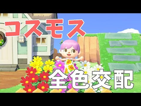 【あつ森】コスモス全色交配の仕方〜黒コスモスが欲しい〜【花交配】