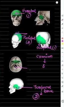 Bones of Cranium | Sphenoid | Sella turcica | Ethmoid | Frontal | Parietal | Temporal | Occipital