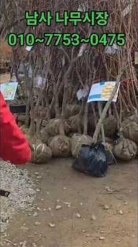 한국 최대규모 남사나무 묘목시장 나무시세 미친가격 오시면 무조건 할인 #남사나무묘목시장 #나무시장 #묘목나무판매추천 #경기도나무시장 #나무묘목판매추천 #유실수묘목 #용인남사나무시장