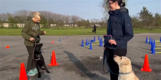 Dogs go to ‘college’ to learn socialization skills