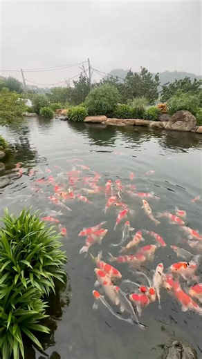 Prized for prosperity & luck, Gosanke are the world’s most elite koi #gosanke #kohaku #sanke #showa