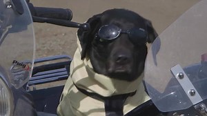 Motorcycling labrador gets world’s first Kevlar bike suit for dogs. | Mashable
