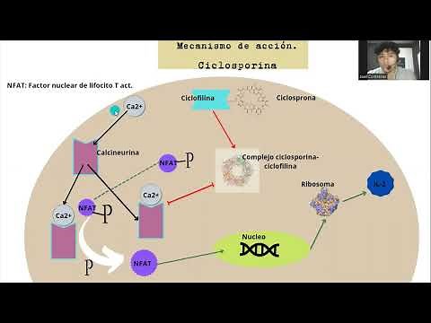Ciclosporina: mecanismo de acción
