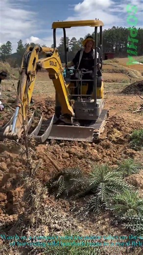 Mini Excavator Harvesting Wild Burdock Roots!