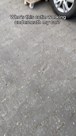 BeefyBear (@beefybear3)’s videos with original sound - BeefyBear