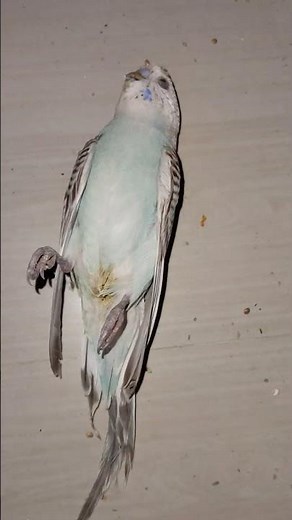 “💔🐤 Sad Moment – Pyara Budgie Parrot Passed Away 😢✨” #sad #budgie #death