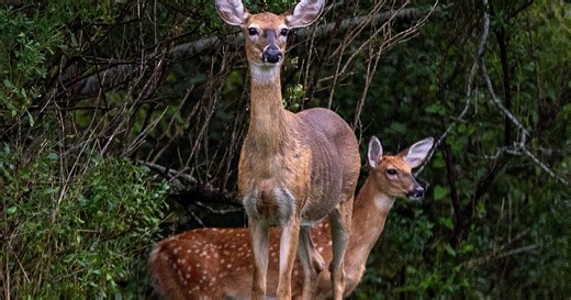 Explosion of meat, dairy allergy on Martha’s Vineyard due to new tick boom