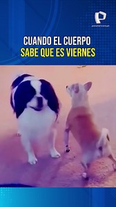 26K views · 199 reactions | Yeahh es viernes y el cuerpo lo sabe 朗 #meme #humor #PanamericanaTelevisión | Panamericana Televisión | Facebook