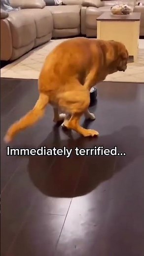 dog humping Roomba😳📸