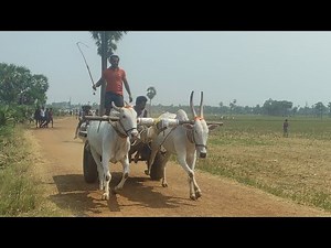 Alluru Peta bull race #bullrace ‪@BUllRACESUJAYNELllORE‬