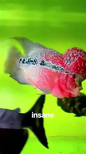 Frustrated With Your Aquarium? Father Fish Can Make it Wonderful.