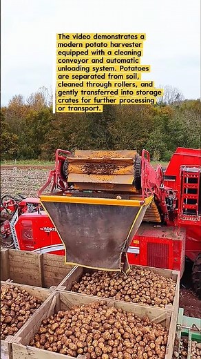 Advanced Potato Harvesting Machine | High-Efficiency Potato Cleaning & Loading Process
