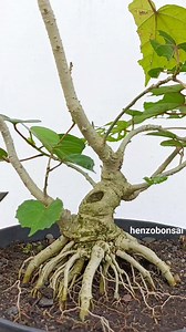 904 reactions · 23 shares | Super Shohin Hibiscus Bonsai Process. #waru #hibiscus #bonsaiprogramm #bonsaiprocess #bonsaitutorial #fyp #reelsviral #themax #themax30cm #fblifestyle | Henzo Bonsai | Facebook