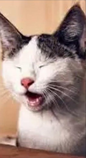 😂 Ultimate Cat Fails Compilation! #51