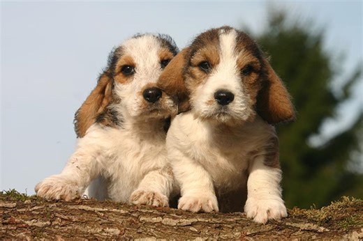 Petit Basset Griffon Vendeen (PBGV) Puppies For Sale In Tipton, OK