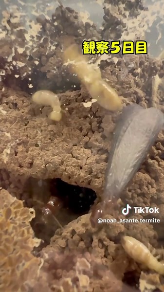 羽アリ観察日記：立派な羽を持つ虫たち