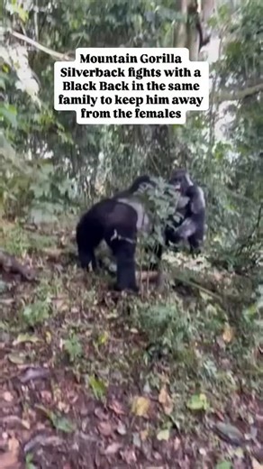 Mountain Gorilla Silverback fights with a Black Back in the same family to keep him away from the females #fblifestyle | Jerry Adriko