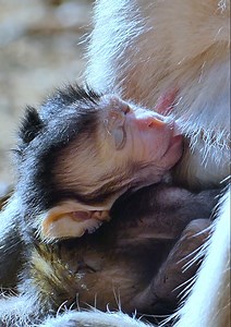 Most adorable newborn baby monkey enjoying sweet milk and play play with his mom until fall asleep! really lovely newborn baby monkey... | Jane Family