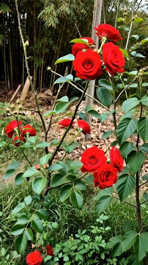 “World’s Most Beautiful Rose Garden 🌹 | Relaxing Nature 4K”#nature​#beautifulflowergarden​
