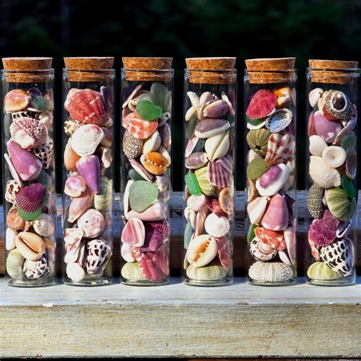 Hawaiian & Japanese Sea Glass | Hebrew Cone Shells, Puka, Sea Urchin - Etsy