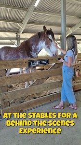 Caring for our horses is always our number one priority - especially on hot summer days ☀️🐎 Here’s a little glimpse into what a sunny day can look like for our horses! How we keep them cool and comfortable: 💧 Fresh water available at all times (on both ends of the causeway) 🧽 Regular sponge-downs and wash-downs throughout the day 🌡️ No tram operations when temperatures exceed 35°C 🌿 Rest days in the paddock with plenty of shade 🏠 Time inside The Stables for our Behind the Scenes experience