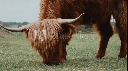 Scottish Highland Cow grasing and eating grass on a field in a farm on a cloudy day