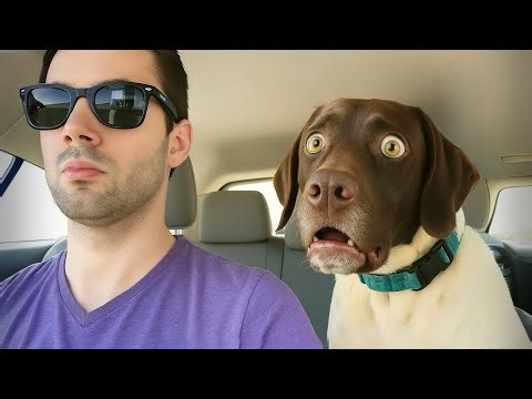 When Your Comedian Dog Is Basically a Little Human 😲😂 The Funniest Dog Videos Ever