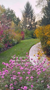 Here’s a peek at my welcome garden in early October, where fall colors and textures are in full bloom! 🌻🍂 The sedum ‘Autumn Joy’ brings those rich burgundy tones, perfectly complementing the bright yellow rudbeckia that continues to steal the show. I love how these plants easily thrive with little effort! 🍂🌻 The celosia’s vibrant pink and red plumes are standing tall, adding an eye-catching splash of color, while gomphrena and zinnias fill in with cheerful pops of pink and orange.🌸 This cot